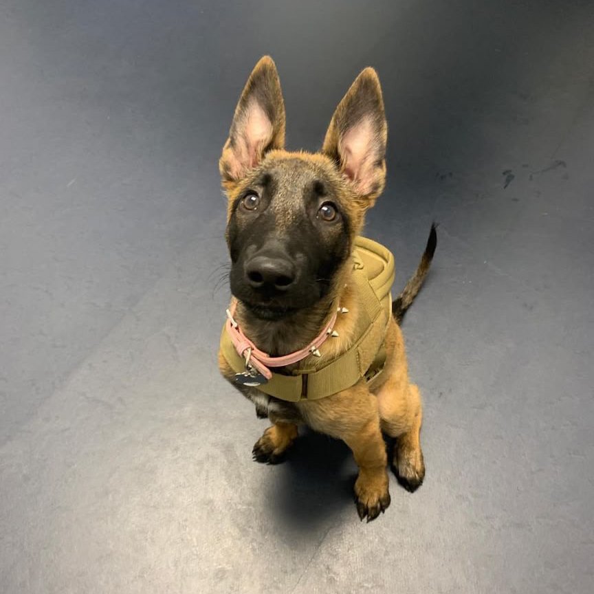 Kala, a Belgian Malinois puppy at Stoneridge