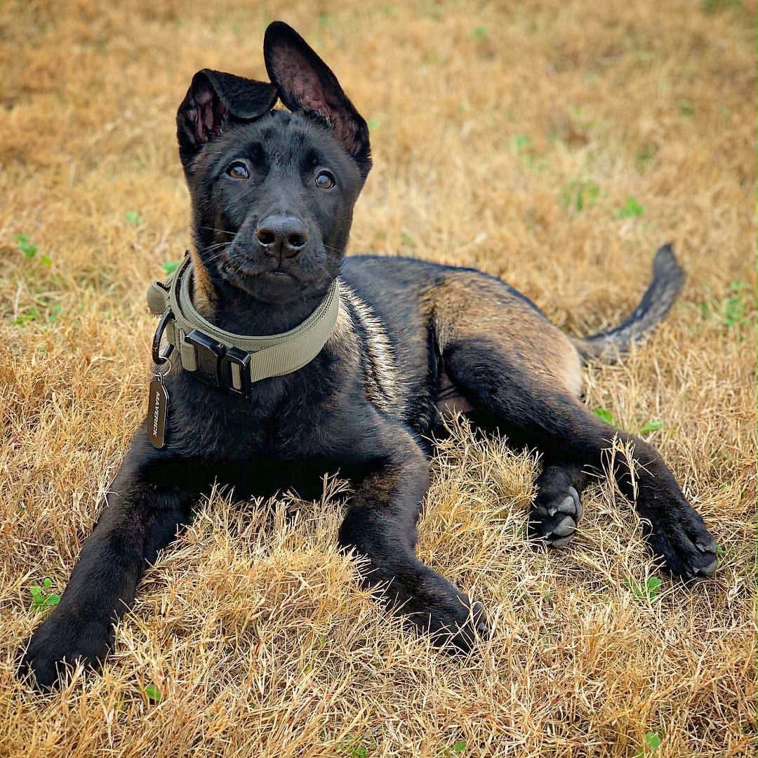 Maverick, a Belgian Malinois puppy at Stoneridge