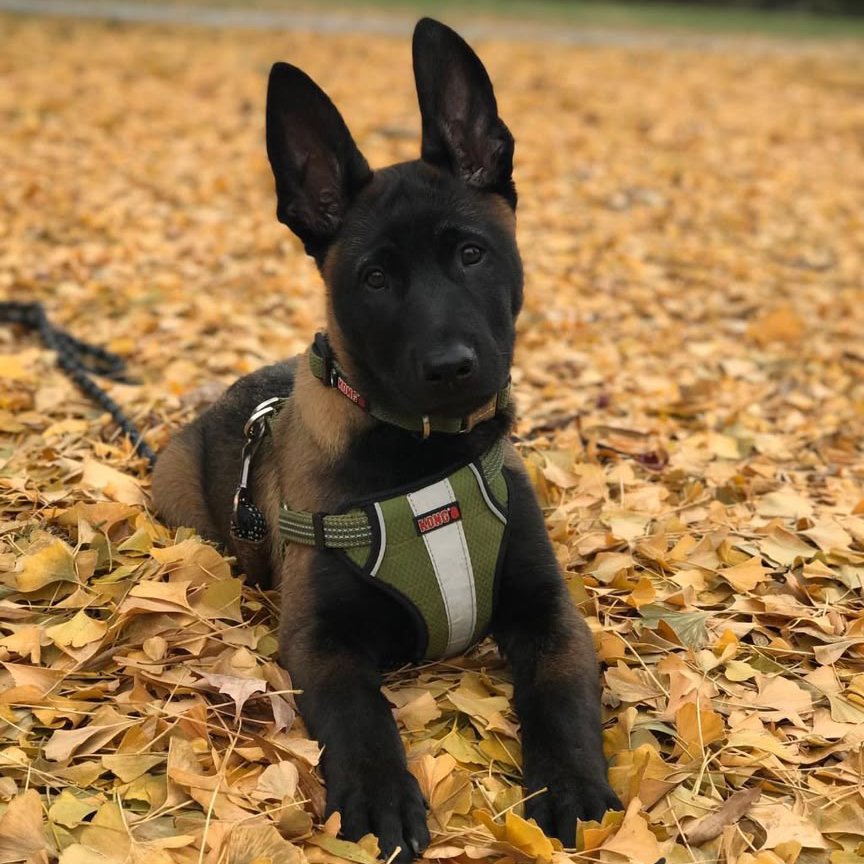 Panda, a Belgian Malinois puppy at Stoneridge