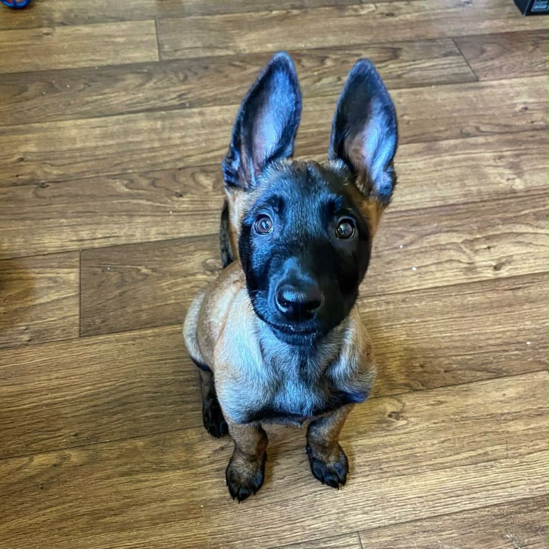 Ranger, a Belgian Malinois puppy at Stoneridge