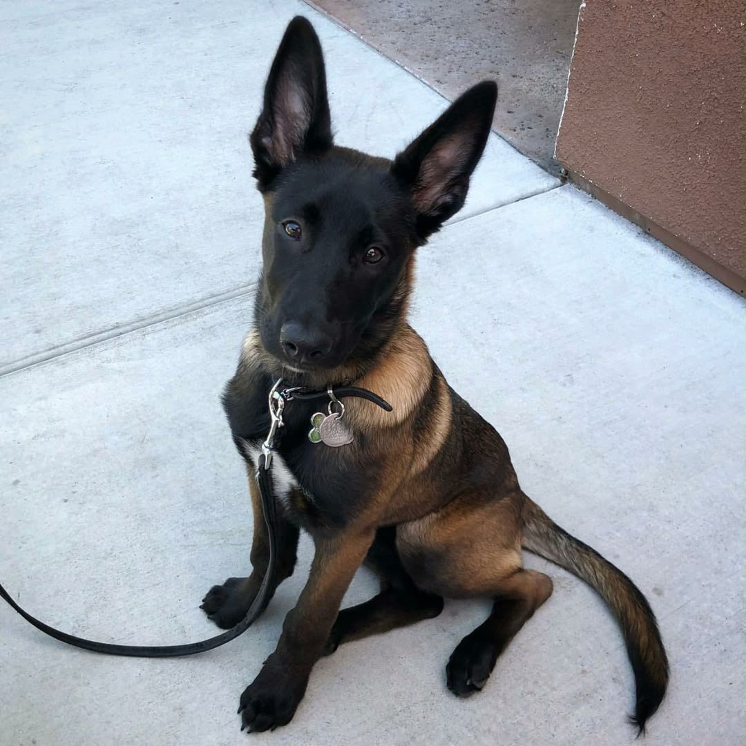 Riley, a Belgian Malinois puppy at Stoneridge