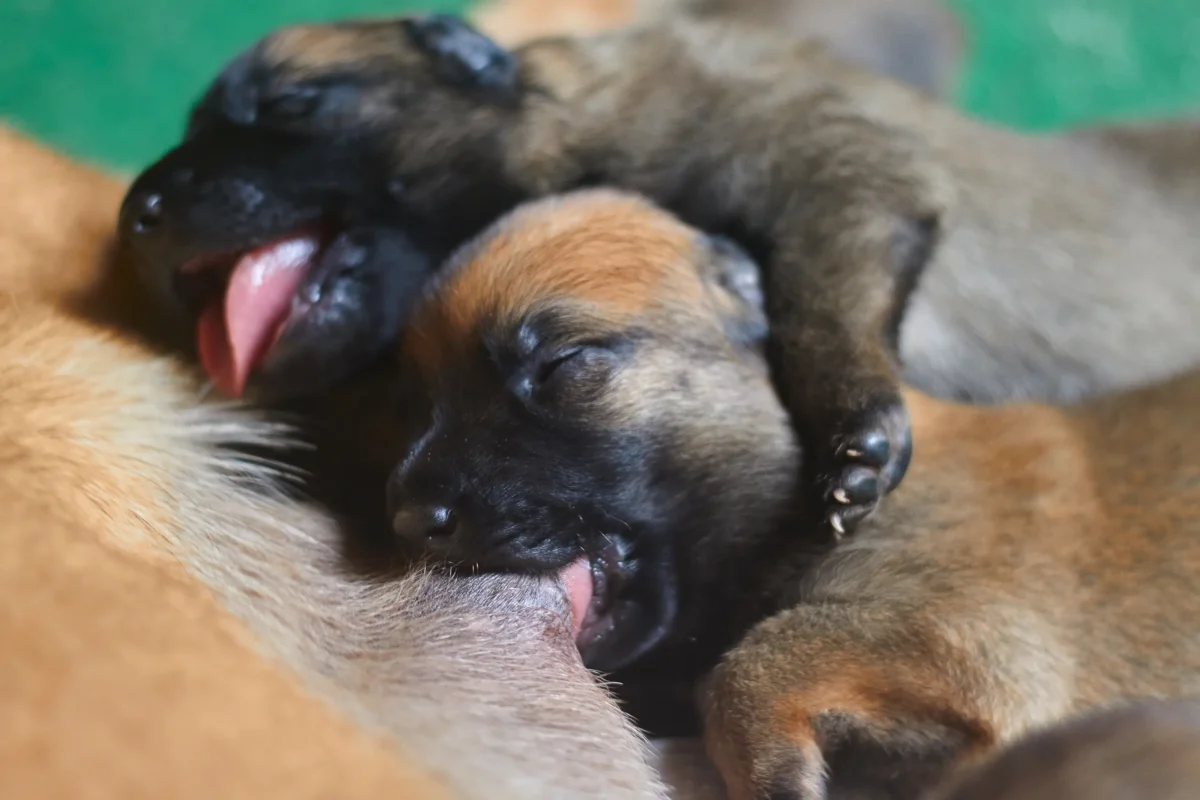 Young Belgian Malinois puppies resting together