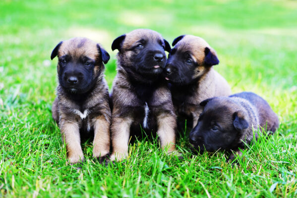 Belgian Malinois puppies sitting together on grass