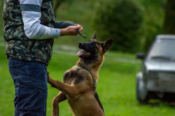 Belgian Malinois looking toward a handler