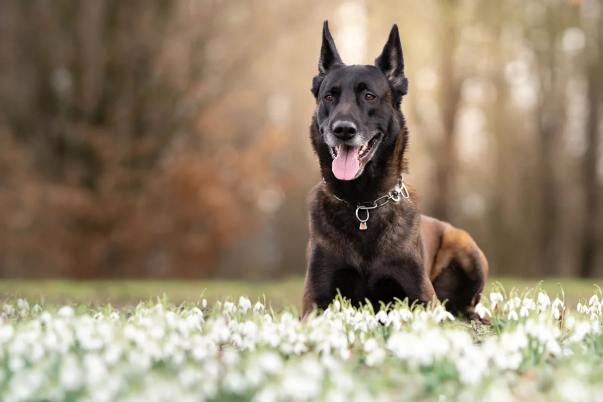 Belgian Malinois resting among small white flowers