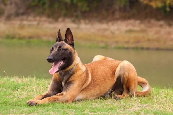 Belgian Malinois resting on a lawn
