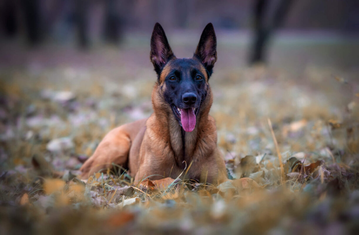Belgian Malinois resting outdoors among leaves
