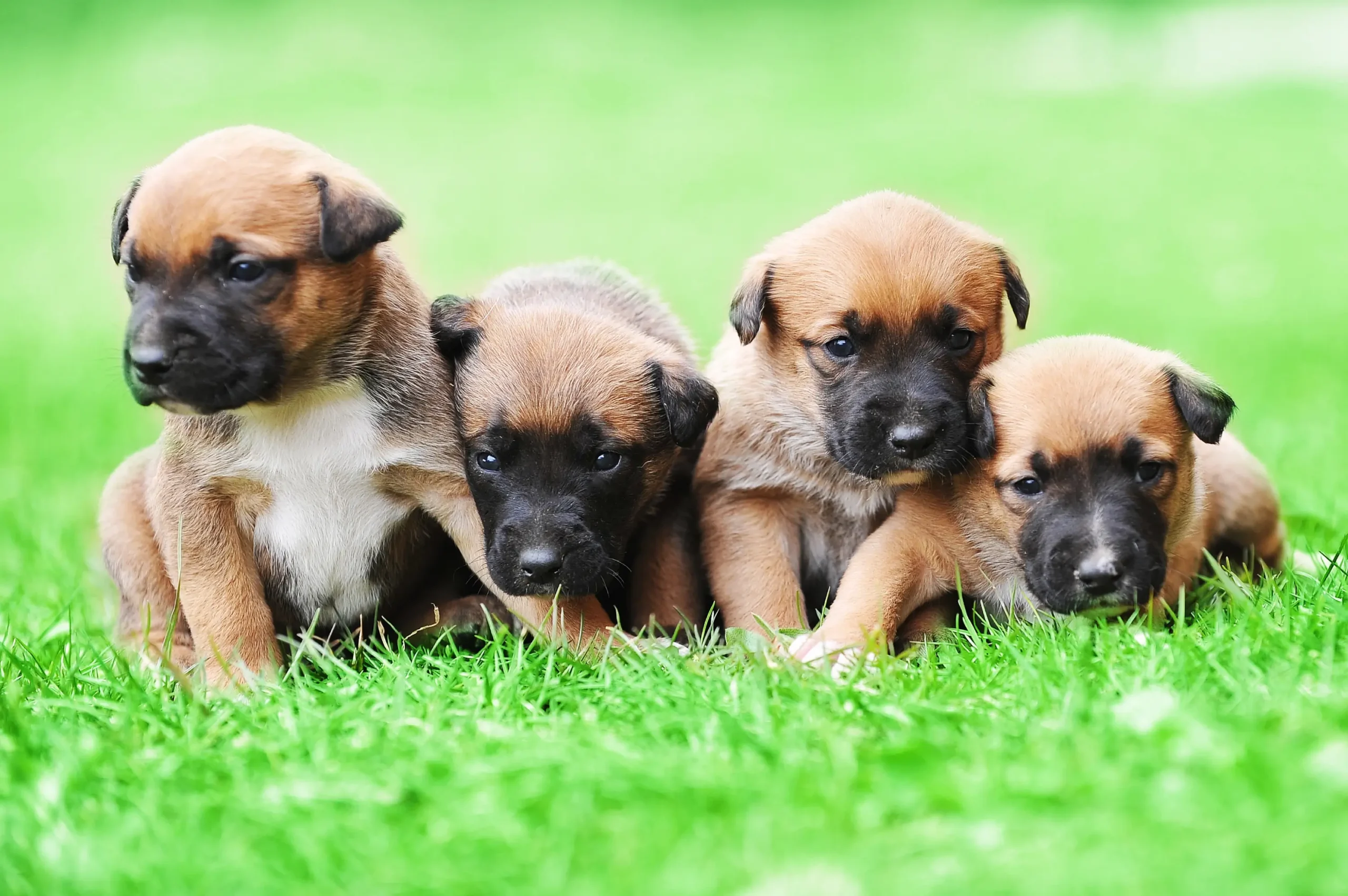 Four Belgian Malinois puppies resting on grass