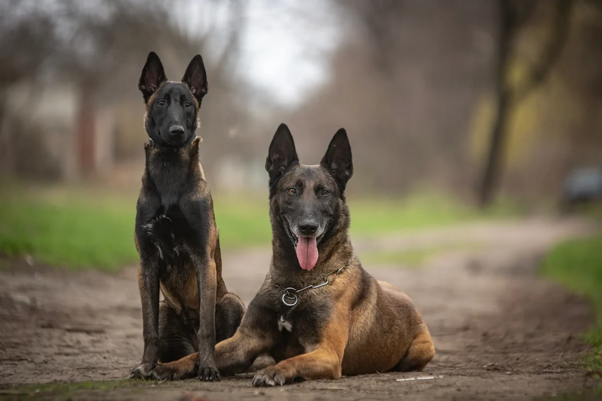 Two Belgian Malinois resting on a woodland path