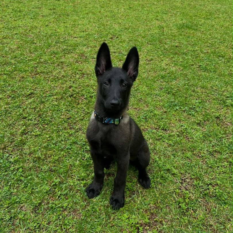 Velkan, a Belgian Malinois puppy at Stoneridge